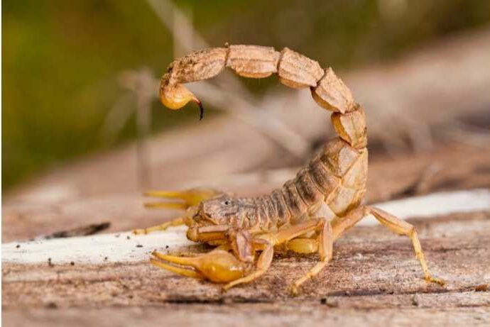 Lo Scorpione è pericoloso?