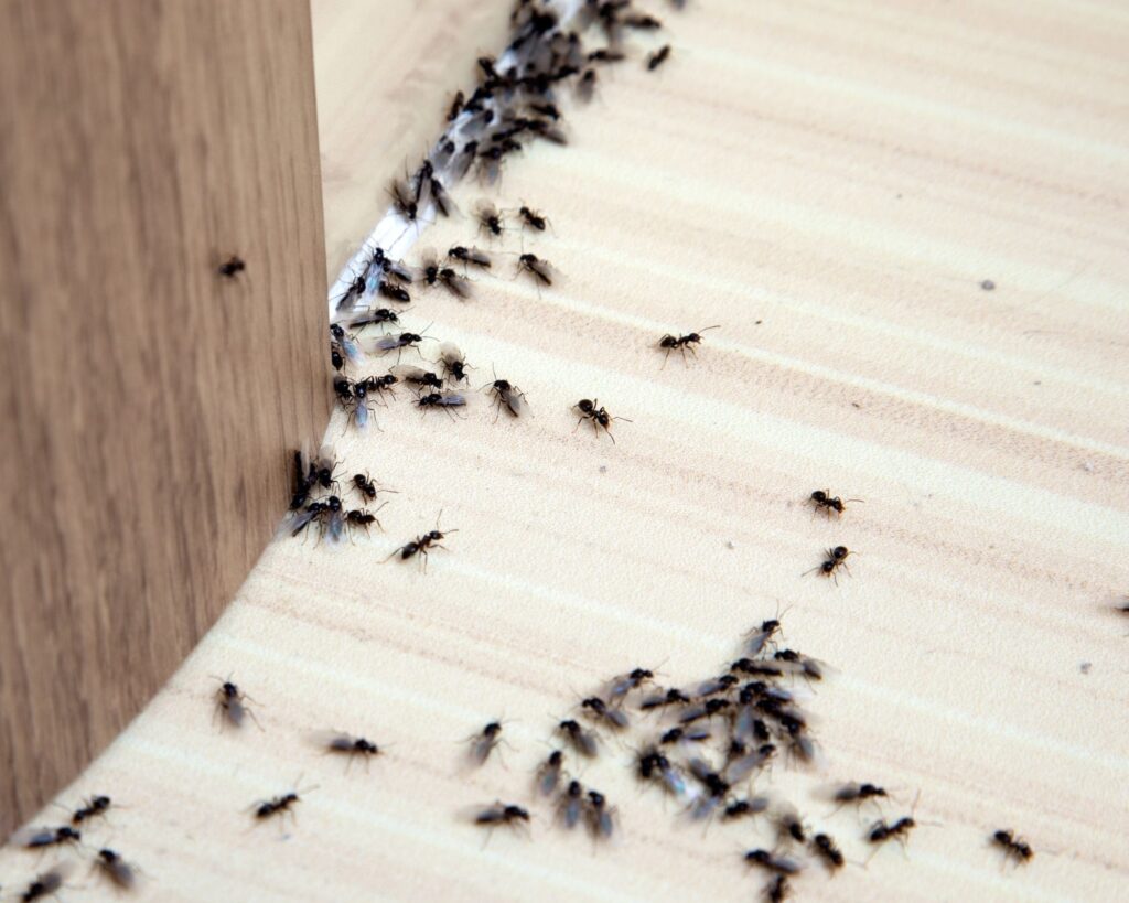 INFESTAZIONE DA FORMICHE?