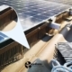 piccioni pannelli solari
