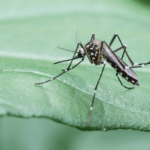 disinfestazione zanzare bologna