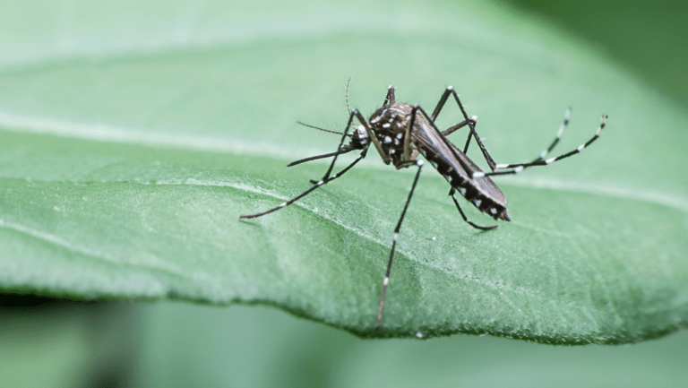 Disinfestazione Zanzare