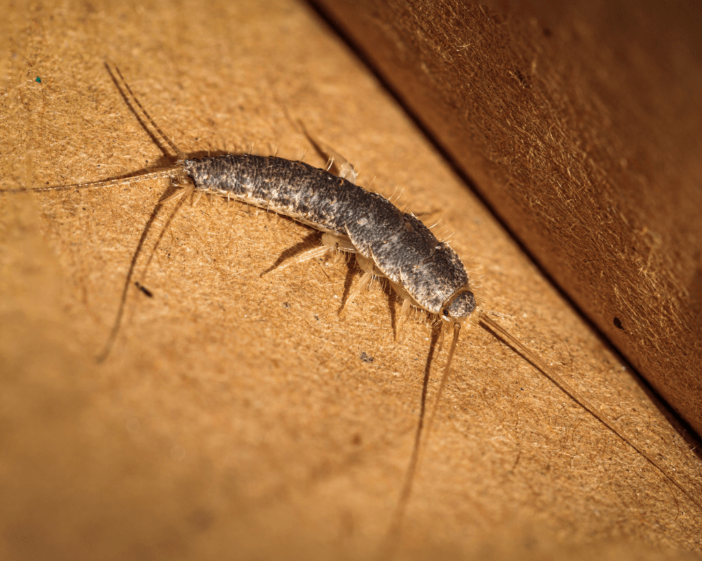 Pesciolini d’argento: cosa sono e pericolosità