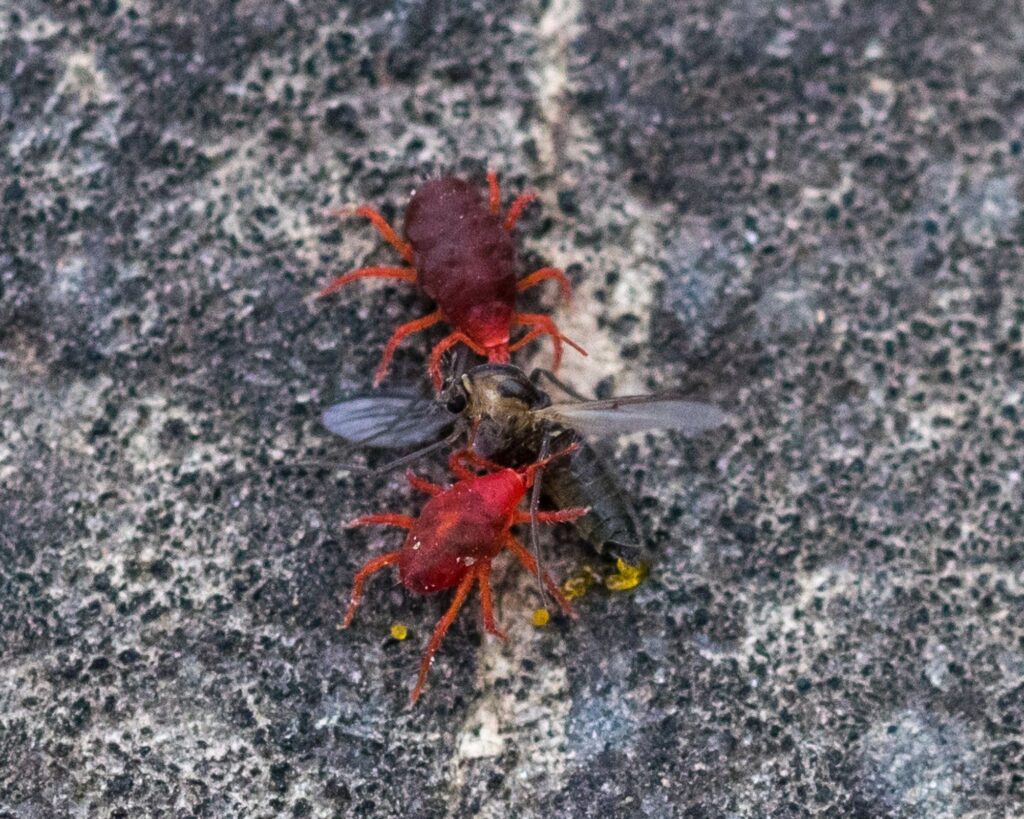 Ragnetto Rosso: come eliminarlo definitivamente