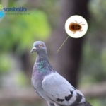 zecche del piccione bologna