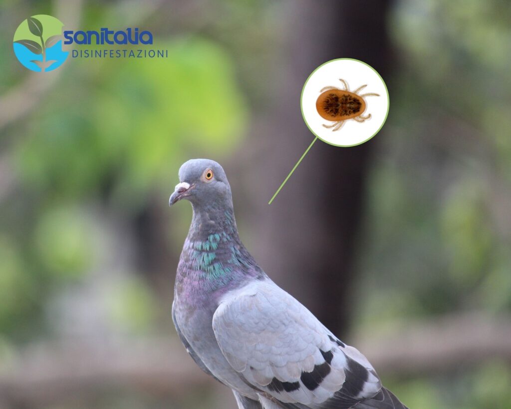 Zecca del Piccione: cosa fare per debellarle