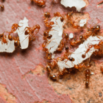 disinfestazione formiche bologna