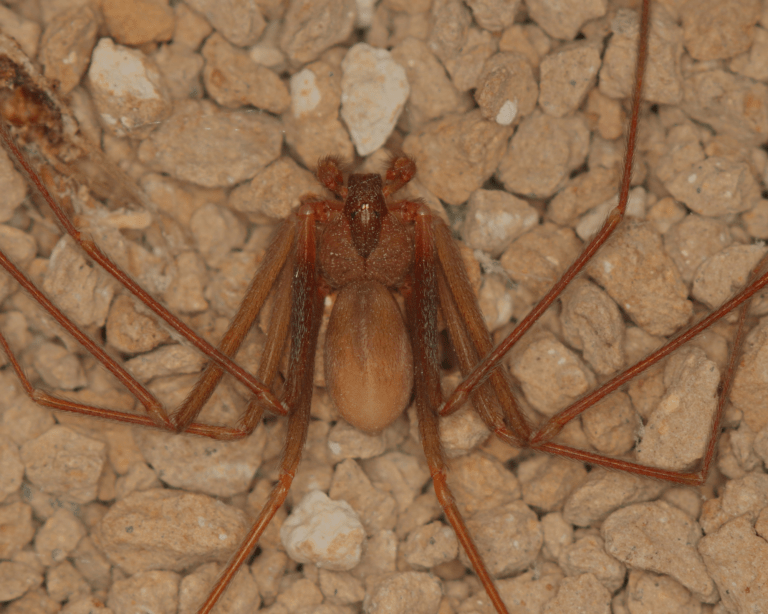 PERICOLO RAGNO VIOLINO