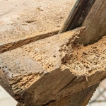 disinfestazione tarli bologna