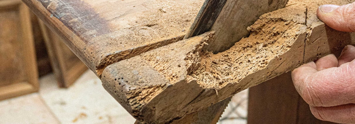 disinfestazione tarli bologna